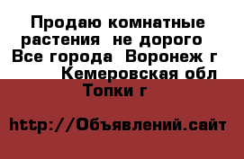 Продаю комнатные растения  не дорого - Все города, Воронеж г.  »    . Кемеровская обл.,Топки г.